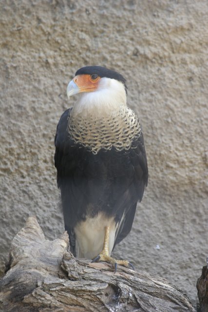 At Los Angeles Zoo
(Click on the picture for the full-size version)