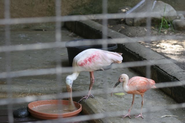 At Los Angeles Zoo
(Click on the picture for the full-size version)