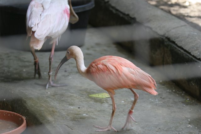 At Los Angeles Zoo
(Click on the picture for the full-size version)