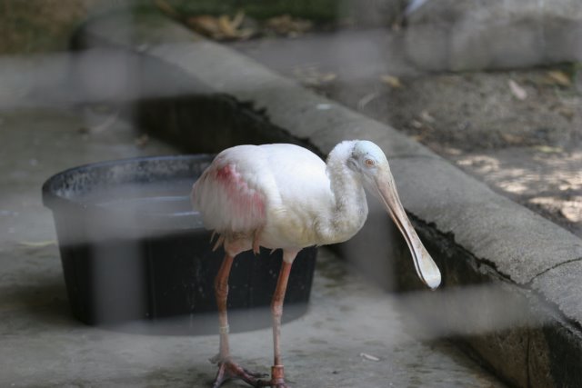 At Los Angeles Zoo
(Click on the picture for the full-size version)