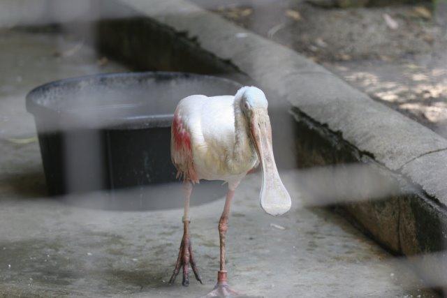 At Los Angeles Zoo
(Click on the picture for the full-size version)