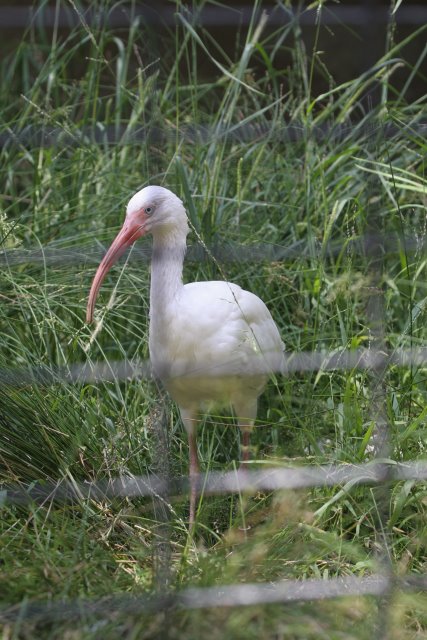 At Los Angeles Zoo
(Click on the picture for the full-size version)