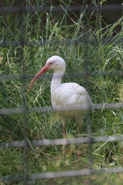 At Los Angeles Zoo
(Click on the picture for the full-size version)