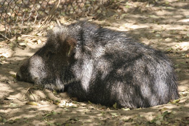 At Los Angeles Zoo
(Click on the picture for the full-size version)