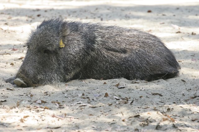 At Los Angeles Zoo
(Click on the picture for the full-size version)