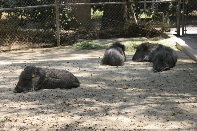 At Los Angeles Zoo
(Click on the picture for the full-size version)