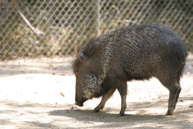 At Los Angeles Zoo
(Click on the picture for the full-size version)
