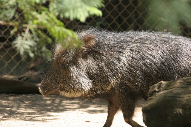 At Los Angeles Zoo
(Click on the picture for the full-size version)