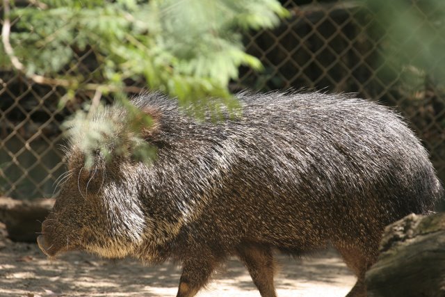 At Los Angeles Zoo
(Click on the picture for the full-size version)