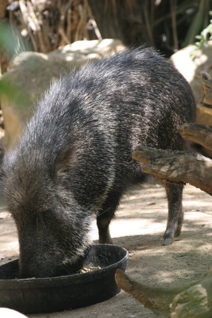 At Los Angeles Zoo
(Click on the picture for the full-size version)