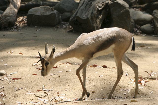 At Los Angeles Zoo
(Click on the picture for the full-size version)