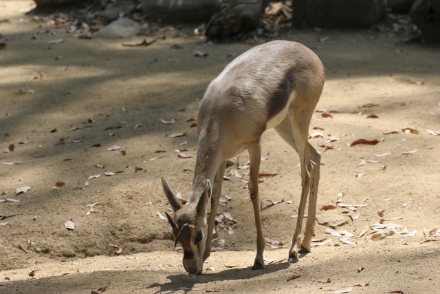 At Los Angeles Zoo
(Click on the picture for the full-size version)