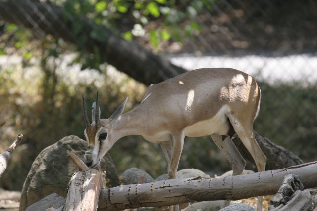 At Los Angeles Zoo
(Click on the picture for the full-size version)