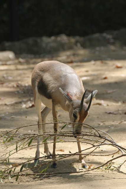 At Los Angeles Zoo
(Click on the picture for the full-size version)