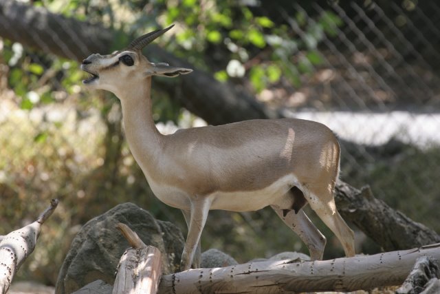 At Los Angeles Zoo
(Click on the picture for the full-size version)
