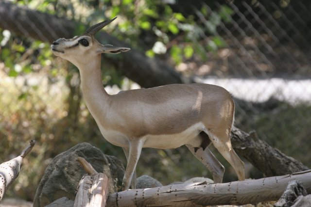 At Los Angeles Zoo
(Click on the picture for the full-size version)