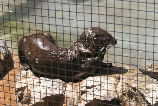 At Los Angeles Zoo
(Click on the picture for the full-size version)