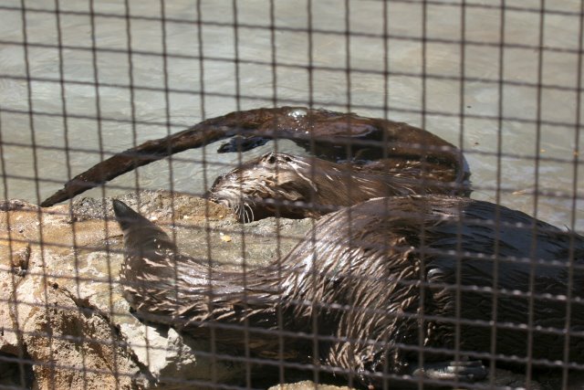 At Los Angeles Zoo
(Click on the picture for the full-size version)