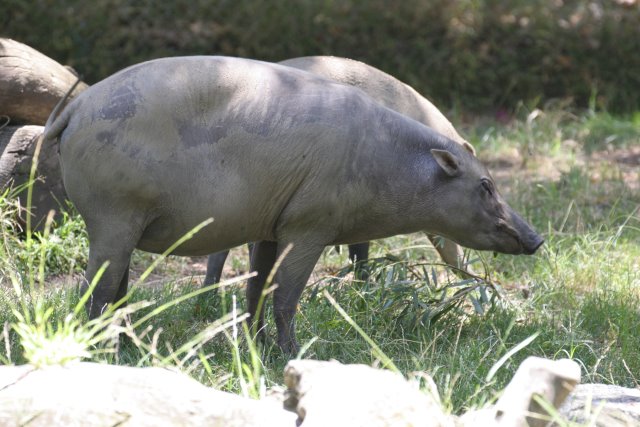 At Los Angeles Zoo
(Click on the picture for the full-size version)