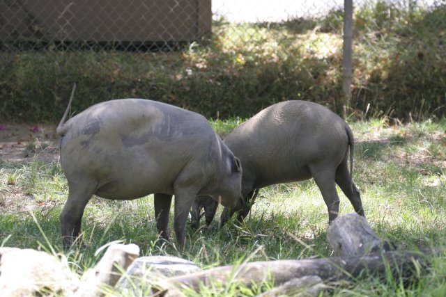 At Los Angeles Zoo
(Click on the picture for the full-size version)