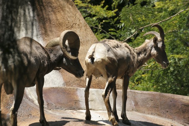At Los Angeles Zoo
(Click on the picture for the full-size version)