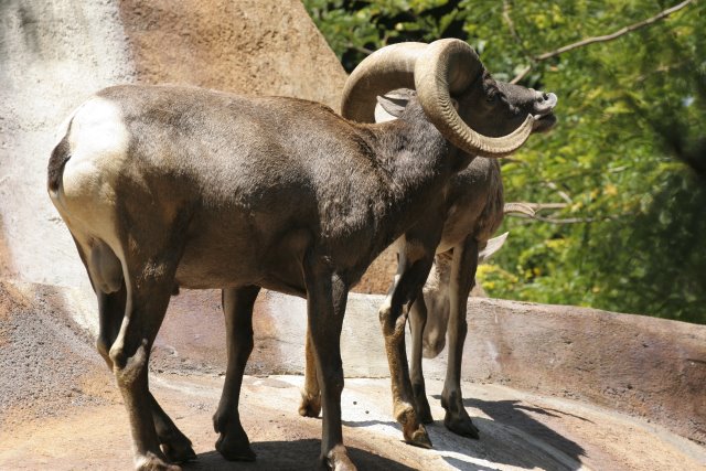 At Los Angeles Zoo
(Click on the picture for the full-size version)