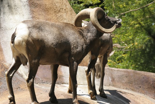 At Los Angeles Zoo
(Click on the picture for the full-size version)