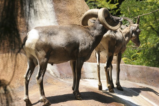 At Los Angeles Zoo
(Click on the picture for the full-size version)