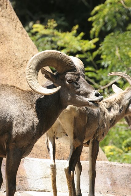 At Los Angeles Zoo
(Click on the picture for the full-size version)