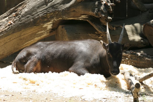 At Los Angeles Zoo
(Click on the picture for the full-size version)