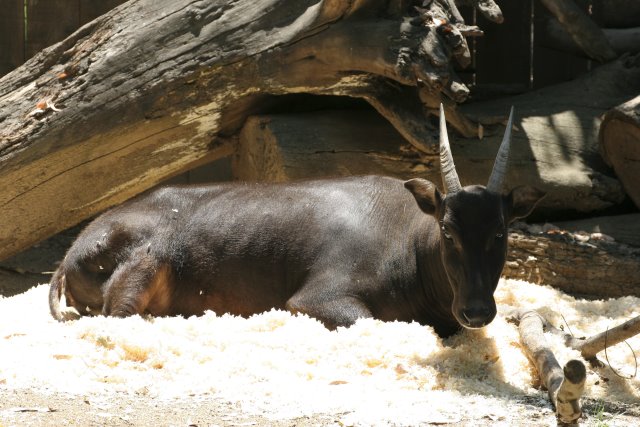 At Los Angeles Zoo
(Click on the picture for the full-size version)