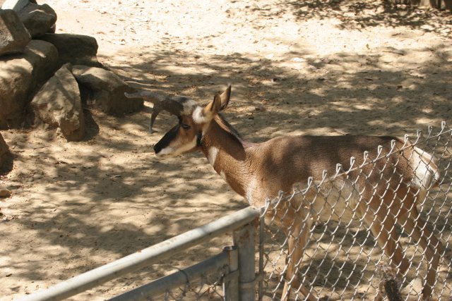 At Los Angeles Zoo
(Click on the picture for the full-size version)