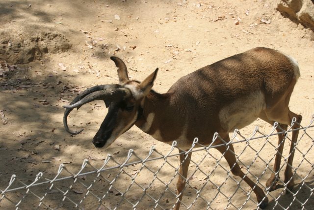 At Los Angeles Zoo
(Click on the picture for the full-size version)