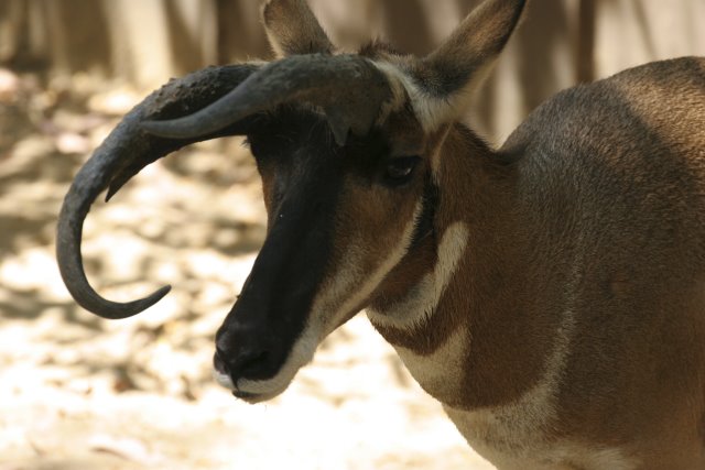 At Los Angeles Zoo
(Click on the picture for the full-size version)
