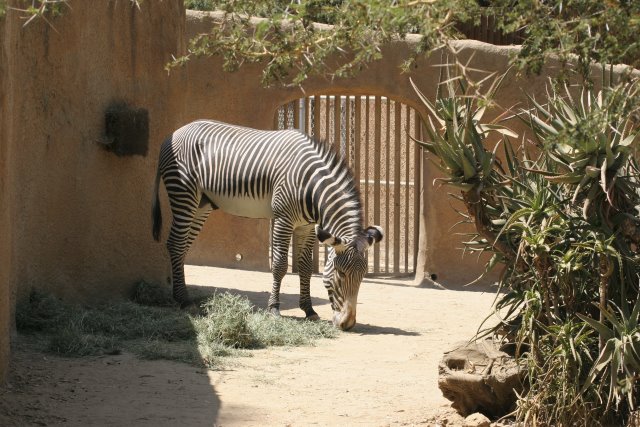 At Los Angeles Zoo
(Click on the picture for the full-size version)