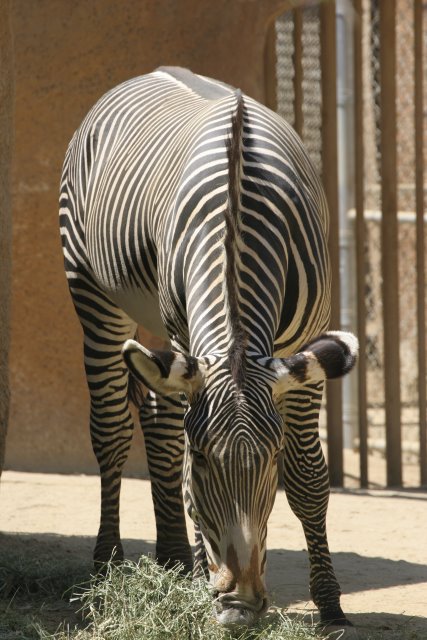 At Los Angeles Zoo
(Click on the picture for the full-size version)