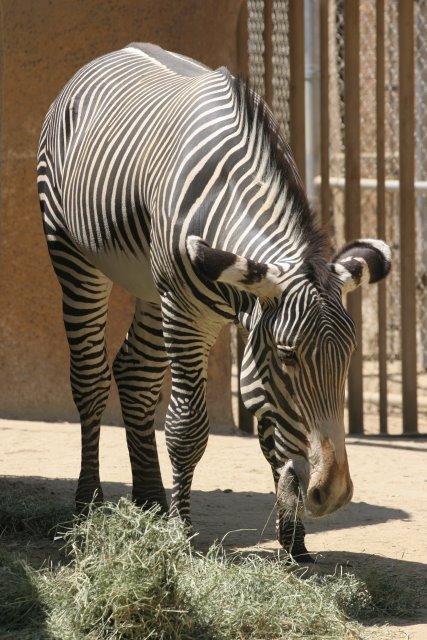 At Los Angeles Zoo
(Click on the picture for the full-size version)
