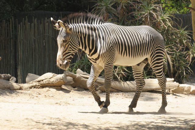 At Los Angeles Zoo
(Click on the picture for the full-size version)