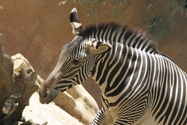 At Los Angeles Zoo
(Click on the picture for the full-size version)