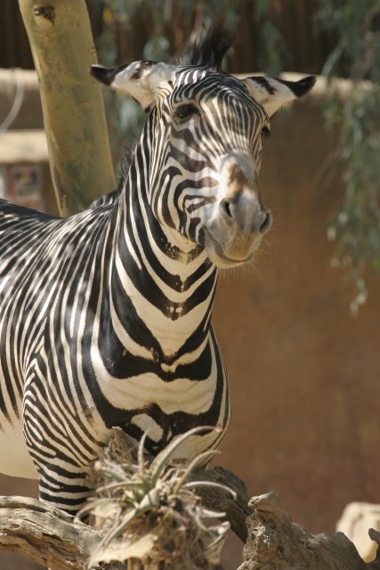 At Los Angeles Zoo
(Click on the picture for the full-size version)