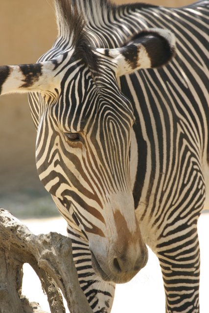 At Los Angeles Zoo
(Click on the picture for the full-size version)