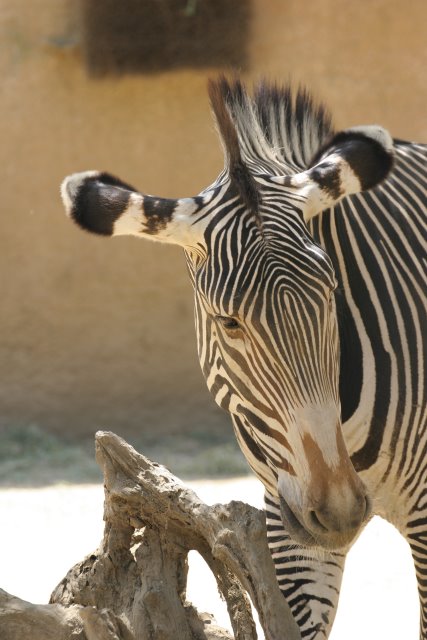 At Los Angeles Zoo
(Click on the picture for the full-size version)