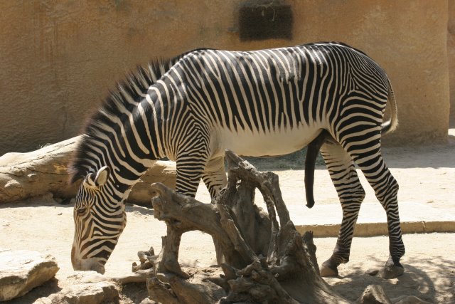 At Los Angeles Zoo
(Click on the picture for the full-size version)