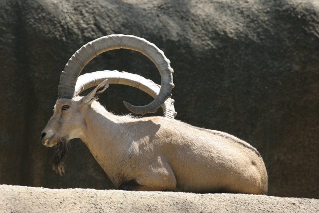 At Los Angeles Zoo
(Click on the picture for the full-size version)