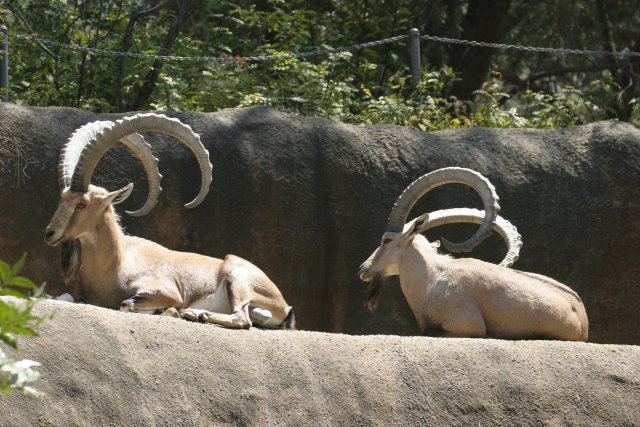 At Los Angeles Zoo
(Click on the picture for the full-size version)