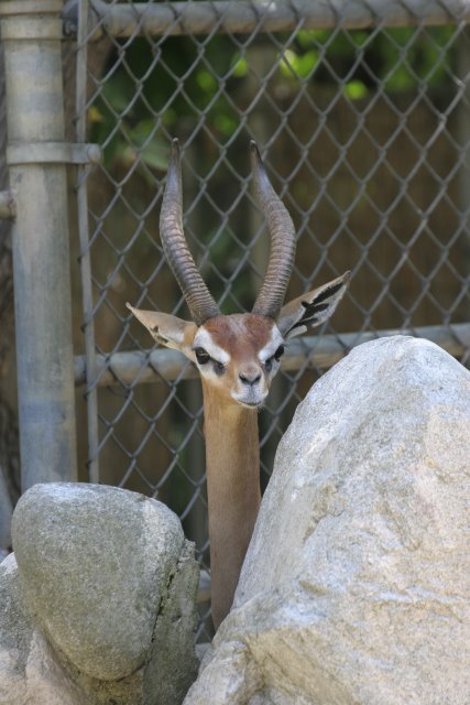 At Los Angeles Zoo
(Click on the picture for the full-size version)