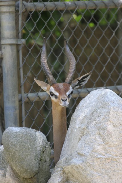At Los Angeles Zoo
(Click on the picture for the full-size version)