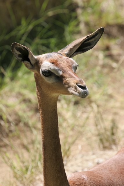 At Los Angeles Zoo
(Click on the picture for the full-size version)