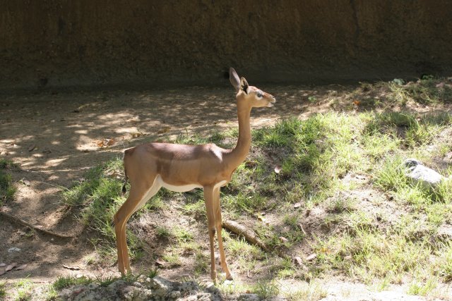 At Los Angeles Zoo
(Click on the picture for the full-size version)