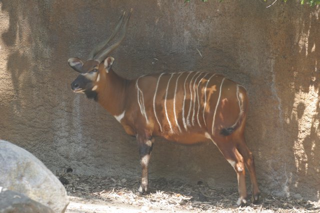 At Los Angeles Zoo
(Click on the picture for the full-size version)